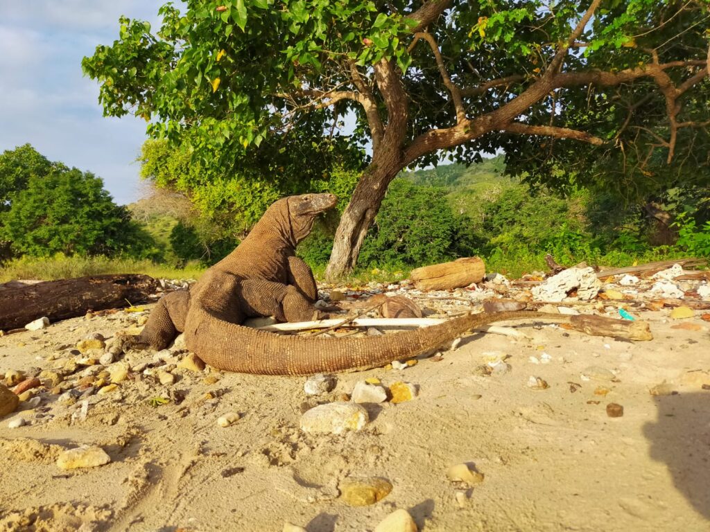 komodo herping